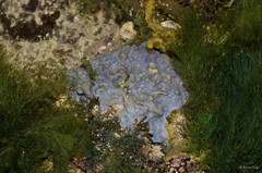 Porifera sp. "Sponge 49"