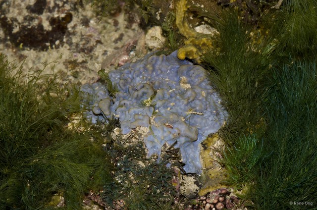 Porifera sp. "Sponge 49" • © Rene Ong • All Rights Reserved
