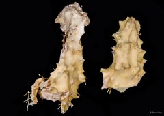 Porifera sp. "Sponge 5"