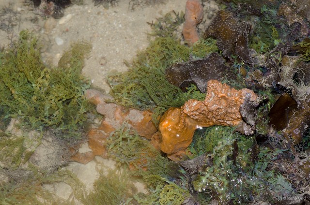 Porifera sp. "Sponge 50" • © Rene Ong • All Rights Reserved