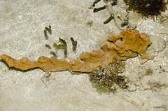 Porifera sp. "Sponge 51"
