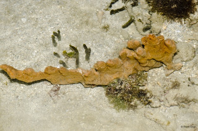 Porifera sp. "Sponge 51" • © Rene Ong • All Rights Reserved