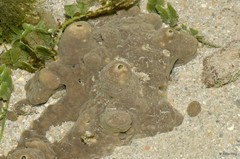 Porifera sp. "Sponge 52"