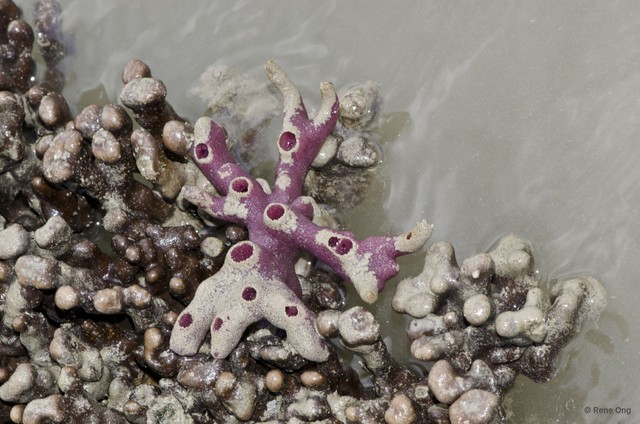 Porifera sp. "Sponge 53" • © Rene Ong • All Rights Reserved