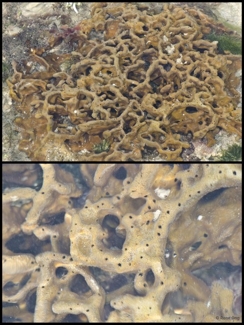 Porifera sp. "Sponge 54" • © Rene Ong • All Rights Reserved