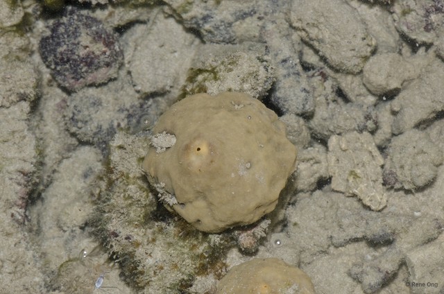 Porifera sp. "Sponge 55" • © Rene Ong • All Rights Reserved