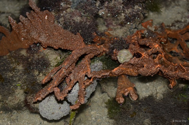 Porifera sp. "Sponge 56" • © Rene Ong • All Rights Reserved