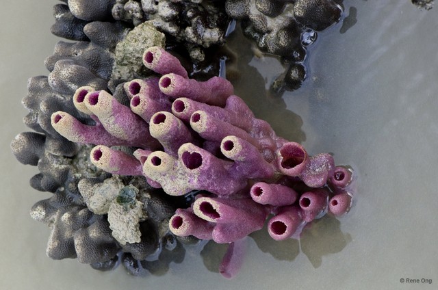 Porifera sp. "Sponge 57" • © Rene Ong • All Rights Reserved