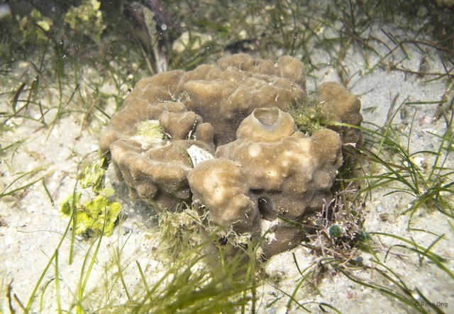 Porifera sp. "Sponge 59" • © Rene Ong • All Rights Reserved
