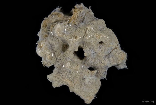 Porifera sp. "Sponge 6" • © Rene Ong • All Rights Reserved
