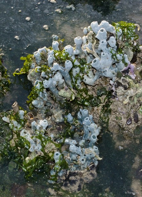 Porifera sp. "Sponge 60" • © Rene Ong • All Rights Reserved