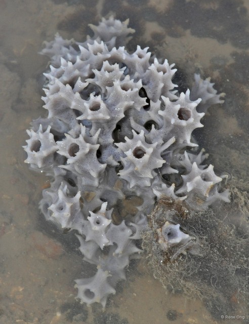 Porifera sp. "Sponge 63" • © Rene Ong • All Rights Reserved