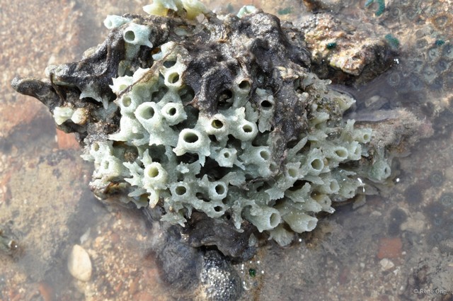 Porifera sp. "Sponge 64" • © Rene Ong • All Rights Reserved