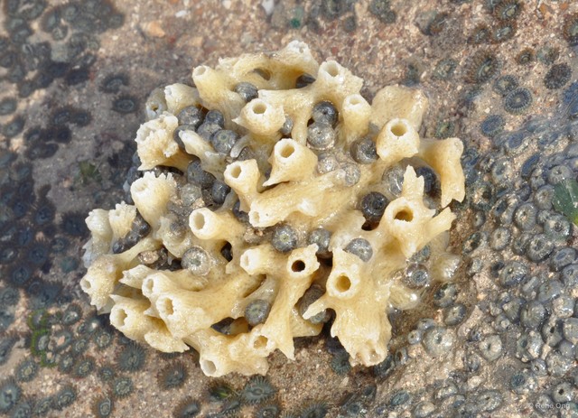 Porifera sp. "Sponge 65" • © Rene Ong • All Rights Reserved
