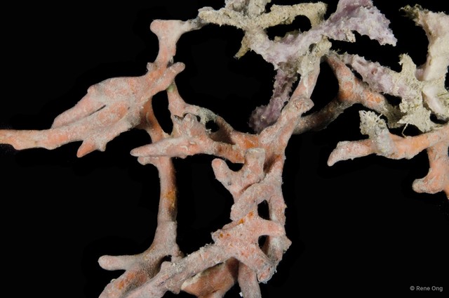 Porifera sp. "Sponge 8" • © Rene Ong • All Rights Reserved