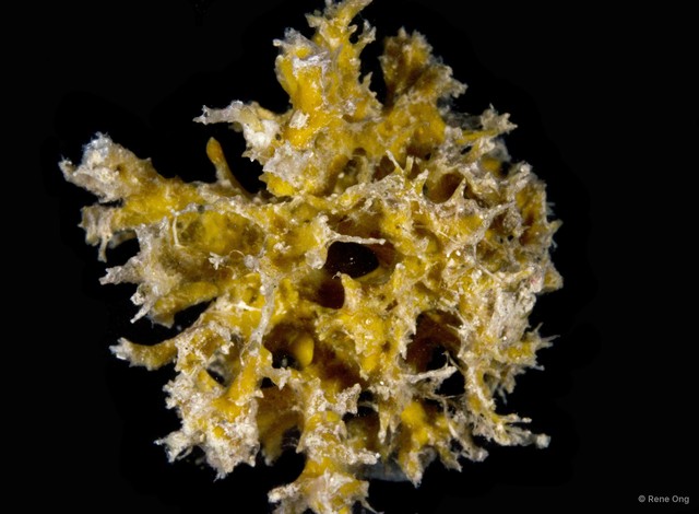 Porifera sp. "Sponge 9" • © Rene Ong • All Rights Reserved