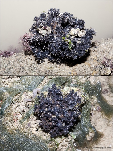 Echinodictyum conulosum • © Ria Tan • All Rights Reserved
