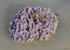 Dysidea sp. "52cec05e"