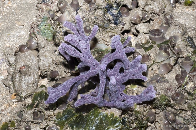 Callyspongia sp. "5d847770" • © Ria Tan • All Rights Reserved