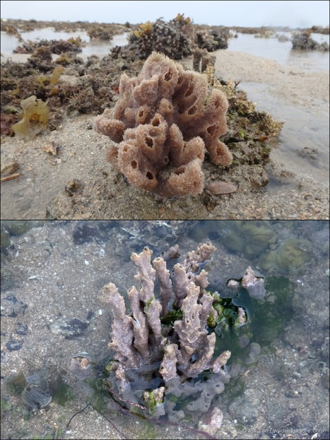 Callyspongia diffusa • © Ria Tan • All Rights Reserved