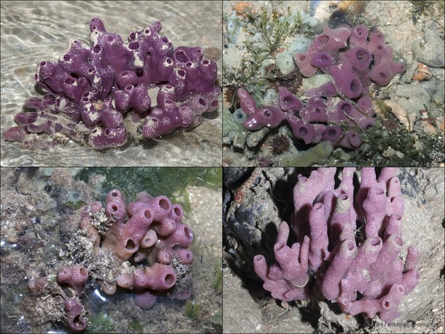 Haliclona sp. "cf. baeri" • © Ria Tan • All Rights Reserved