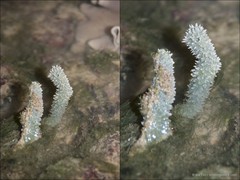 Gelliodes fibulata (Carter, 1881)