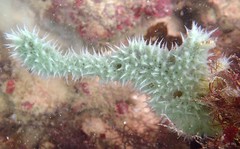 Gelliodes fibulata • © REL • All Rights Reserved