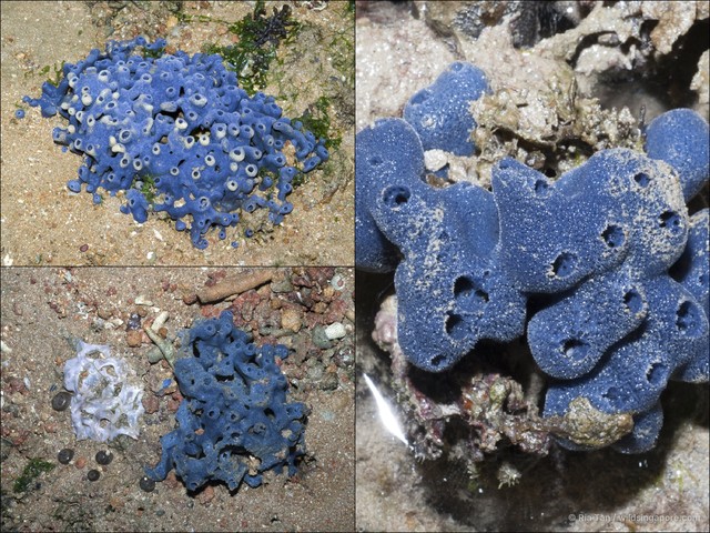 Neopetrosia sp. "5d8477ac" • © Ria Tan • All Rights Reserved