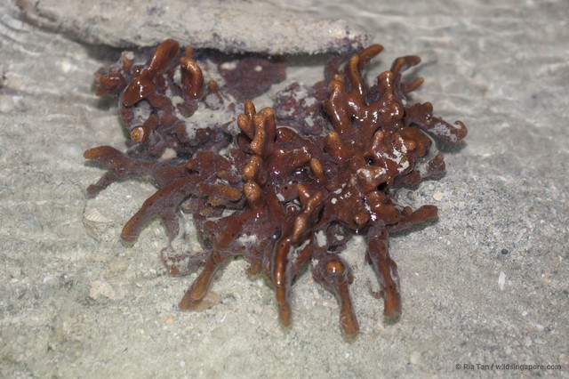 Neopetrosia chaliniformis • © Ria Tan • All Rights Reserved
