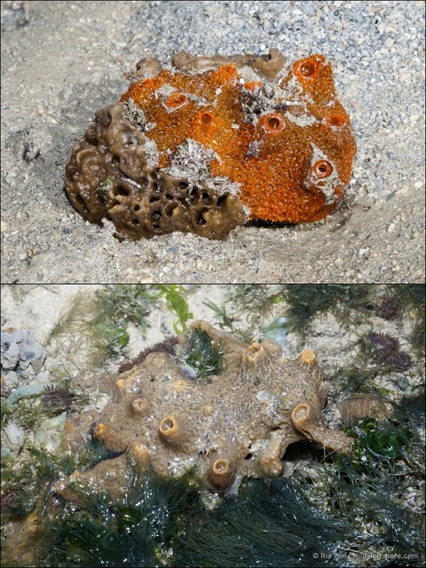 Petrosia sp. "5d8477e2" • © Ria Tan • All Rights Reserved