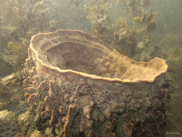 Xestospongia testudinaria