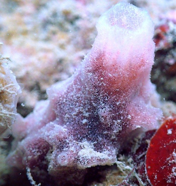 Xestospongia testudinaria