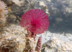 Oceanapia sagittaria • © Ria Tan • All Rights Reserved