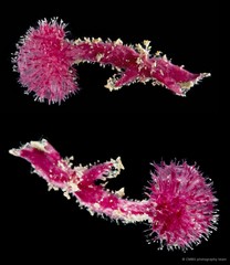 Oceanapia sagittaria • © CMBS photography team • All Rights Reserved