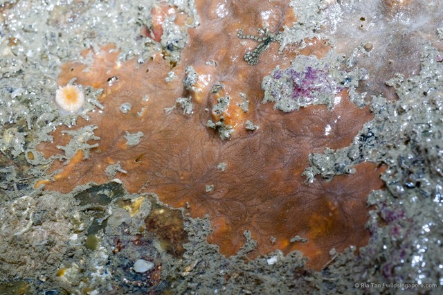 Clathria sp. "cf. mima" • © Ria Tan • All Rights Reserved