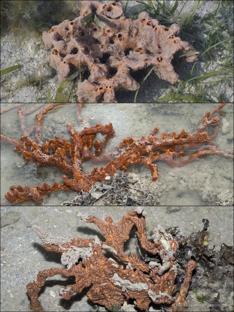 Clathria reinwardti • © Ria Tan • All Rights Reserved