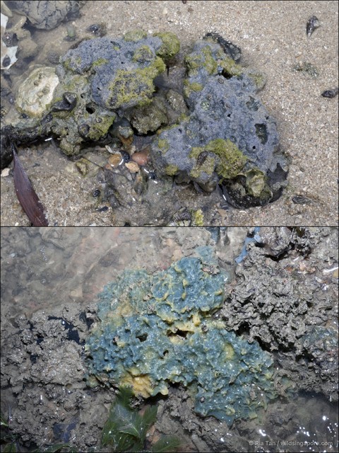 Amorphinopsis excavans • © Ria Tan • All Rights Reserved