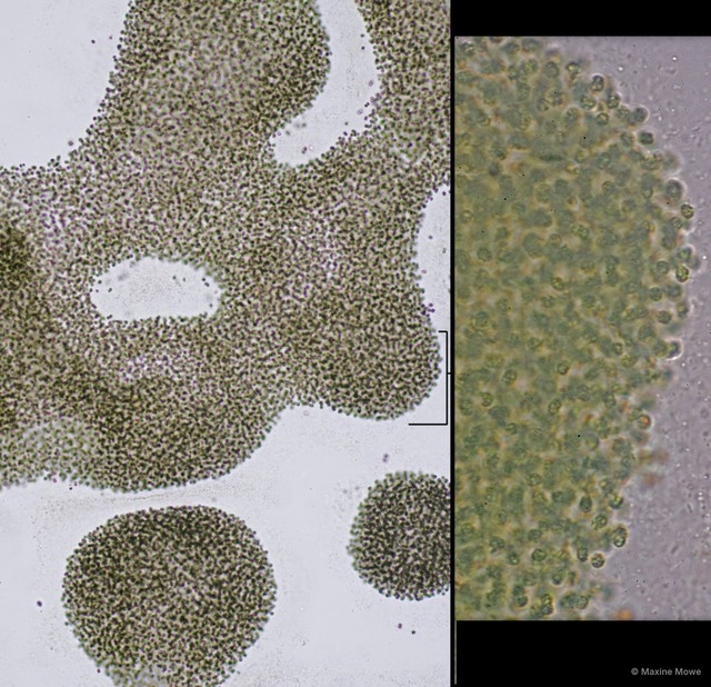 Microcystis aeruginosa • © Maxine Mowe • All Rights Reserved