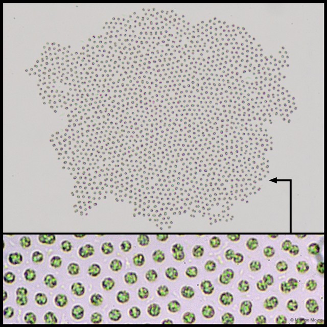 Microcystis Microcystis • © Maxine Mowe • All Rights Reserved