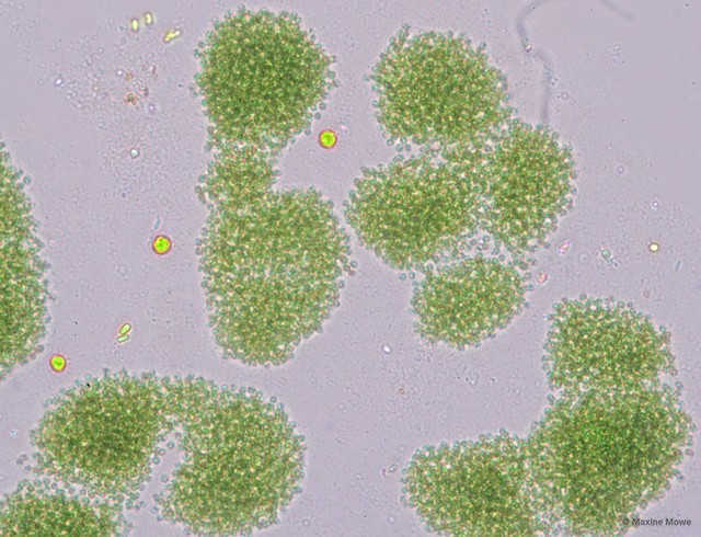 Microcystis novacekii • © Maxine Mowe • All Rights Reserved