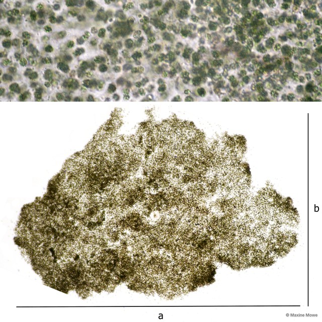 Microcystis panniformis • © Maxine Mowe • All Rights Reserved