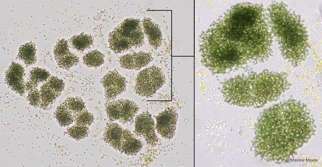 Microcystis viridis • © Maxine Mowe • All Rights Reserved