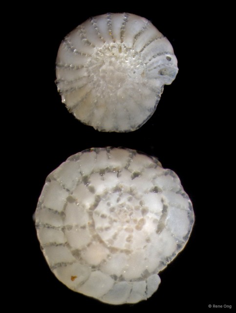 Foraminifera sp. "DR4712B-016" • © Rene Ong • All Rights Reserved