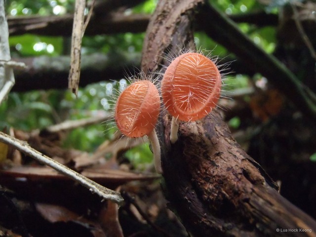 Cookeina tricholoma • © Lua Hock Keong • All Rights Reserved