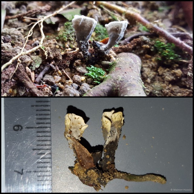 Xylaria sp. "1" • © Maimon Hussin • All Rights Reserved