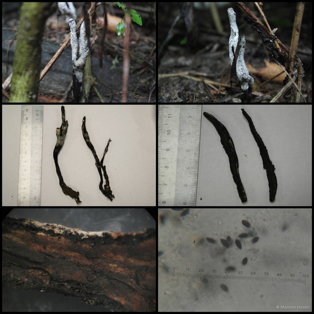 Xylaria hypoxylon • © Maimon Hussin • All Rights Reserved