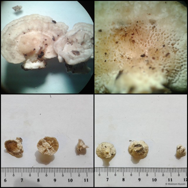 Basidiomycota sp. "1" • © Maimon Hussin • All Rights Reserved