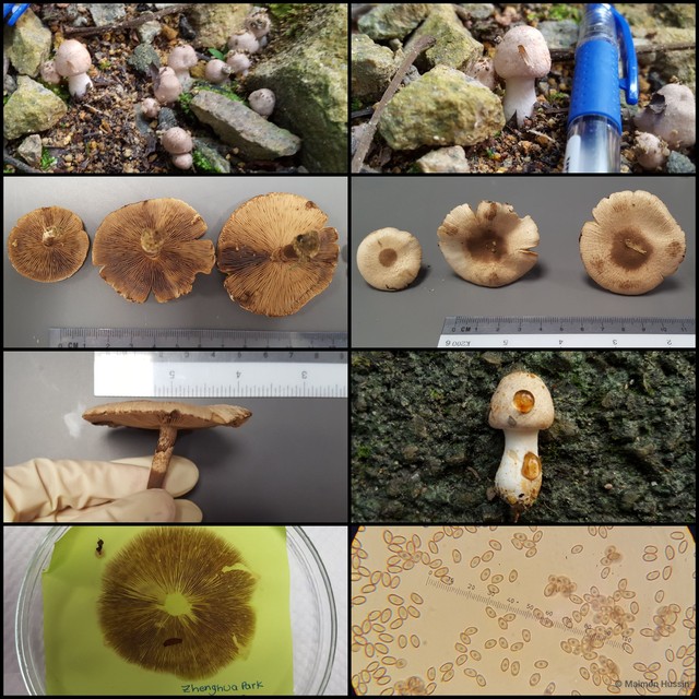 Basidiomycota sp. "10" • © Maimon Hussin • All Rights Reserved