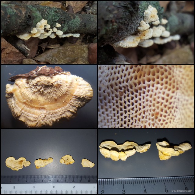 Basidiomycota sp. "11" • © Maimon Hussin • All Rights Reserved