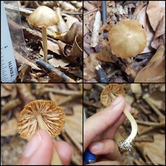Basidiomycota sp. "12"